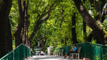 The Old & Valuable Tree Trail – these large old trees display lush green canopies during summer.